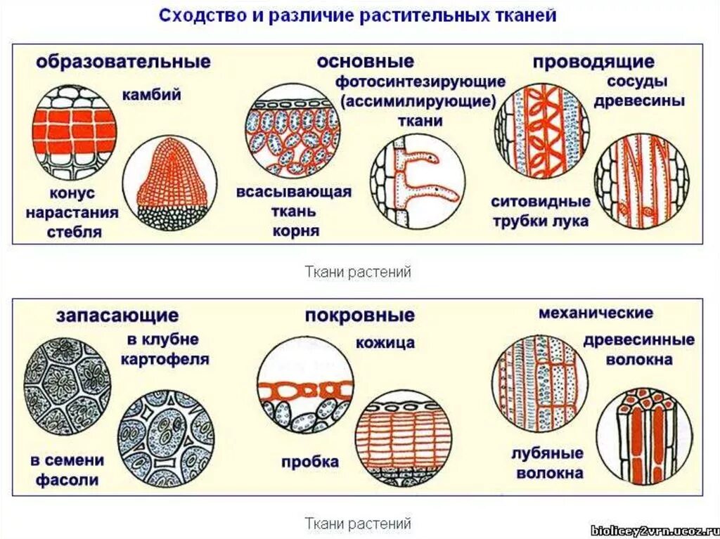 Растительные ткани фото Ткани растений - презентация онлайн