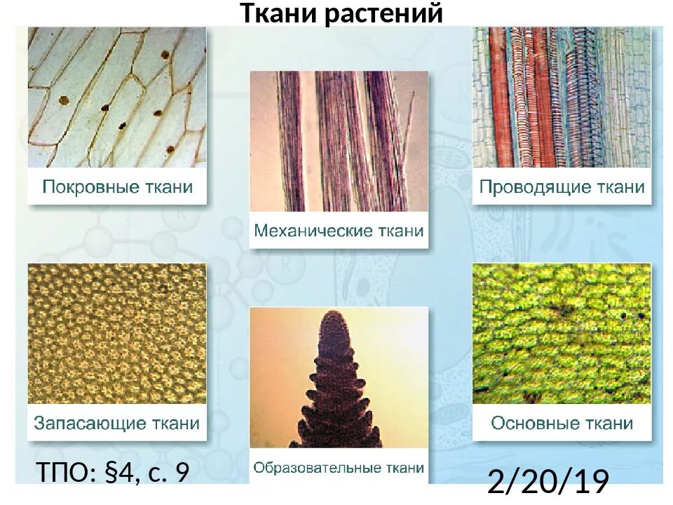 Растительные ткани фото К какому классу относится растение ткань которого показана на рисунке Foto-Gadan