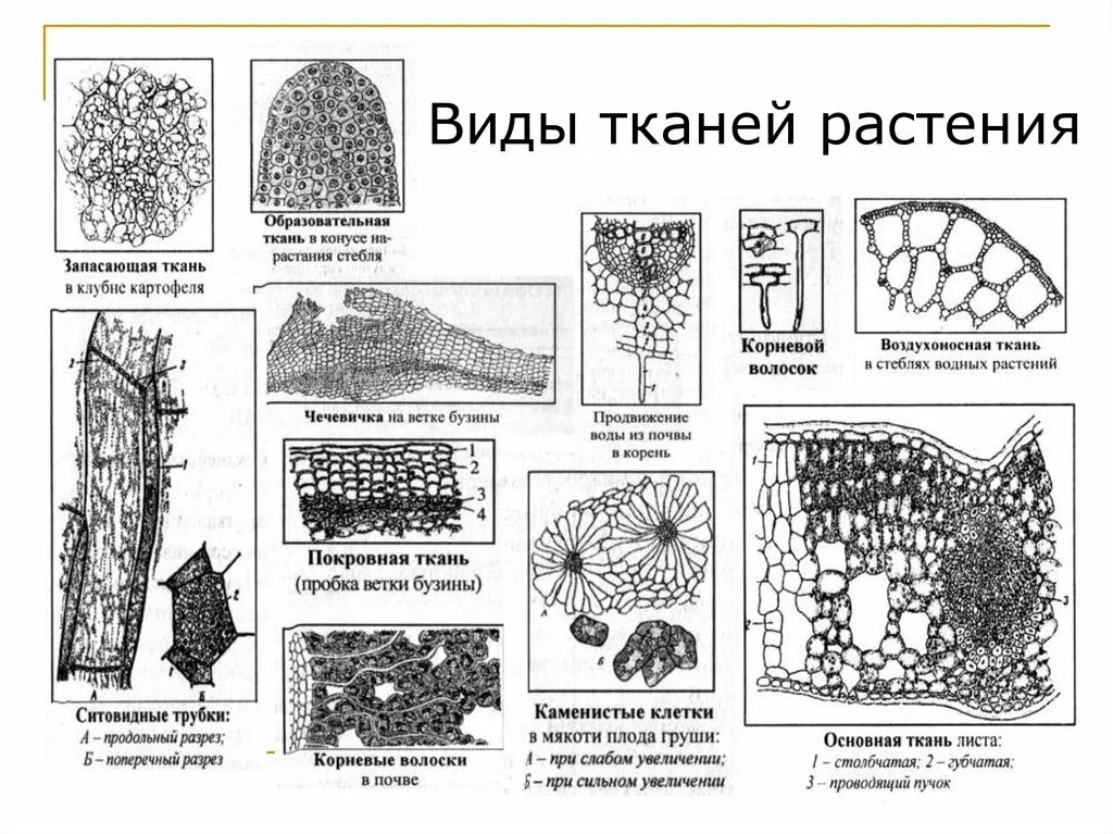 Растительные ткани фото Растительная ткань схема