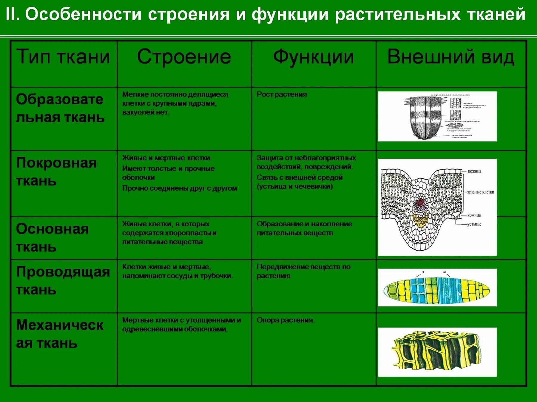 Растительные ткани фото Типы растительных тканей образовательная покровная: найдено 89 изображений