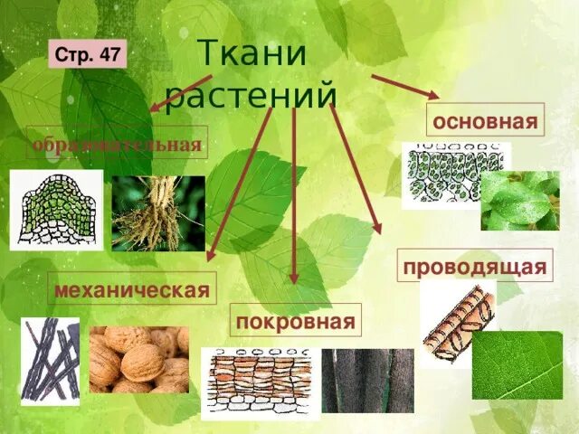 Растительные ткани фото Презентация к уроку "Клеточное строение" 5 класс