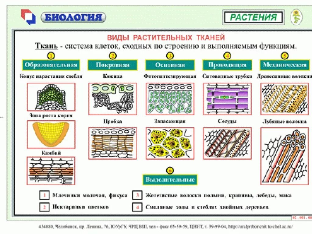 Растительные ткани фото схемы Образовательная покровная