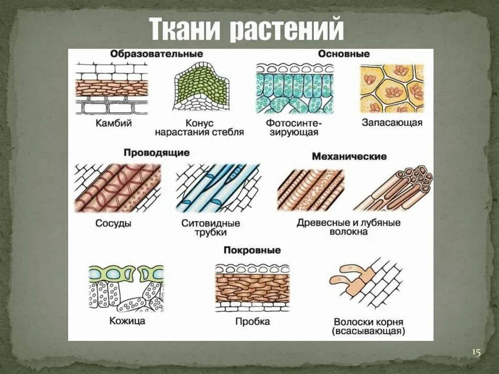 Растительные ткани фото схемы Картинки КАКАЯ РАСТИТЕЛЬНАЯ ТКАНЬ ОБОЗНАЧЕНО НА РИСУНКЕ