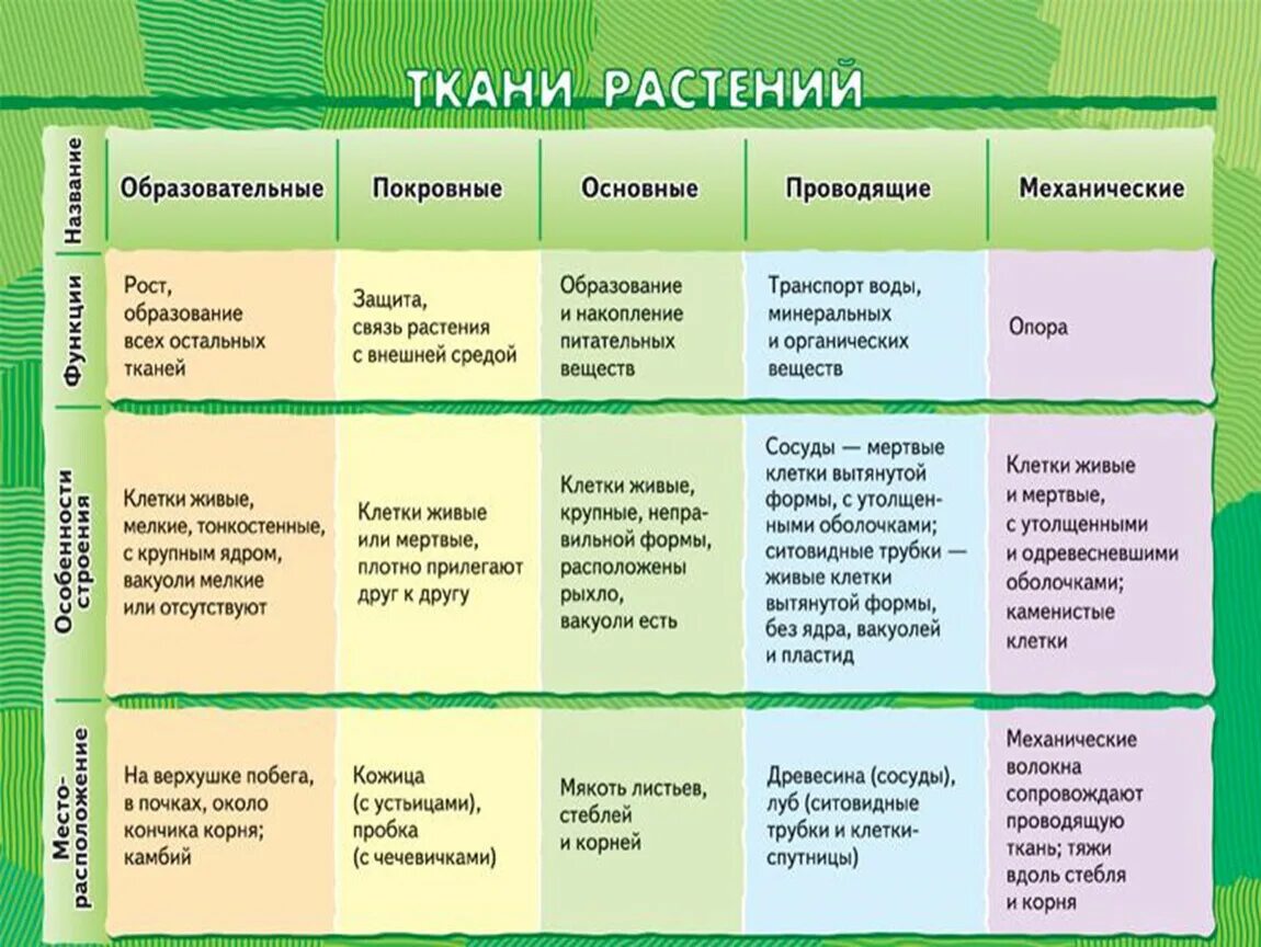 Растительные ткани фото схемы Царства растений