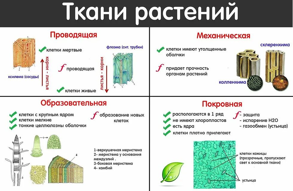 Растительные ткани фото схемы Типы клеток тканей растений