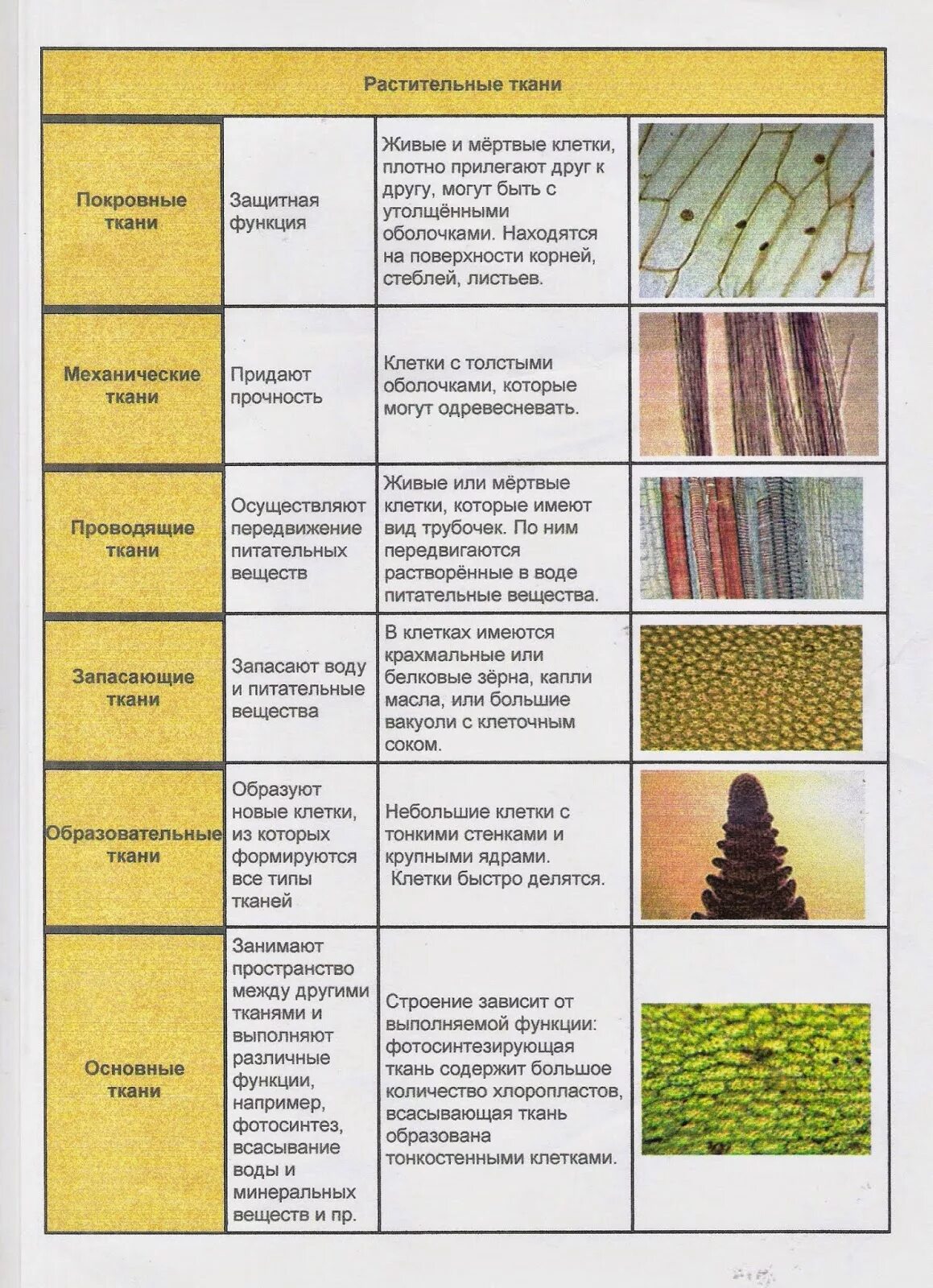 Растительные ткани фото схемы Картинки 6 ТИПОВ ТКАНЕЙ РАСТЕНИЙ