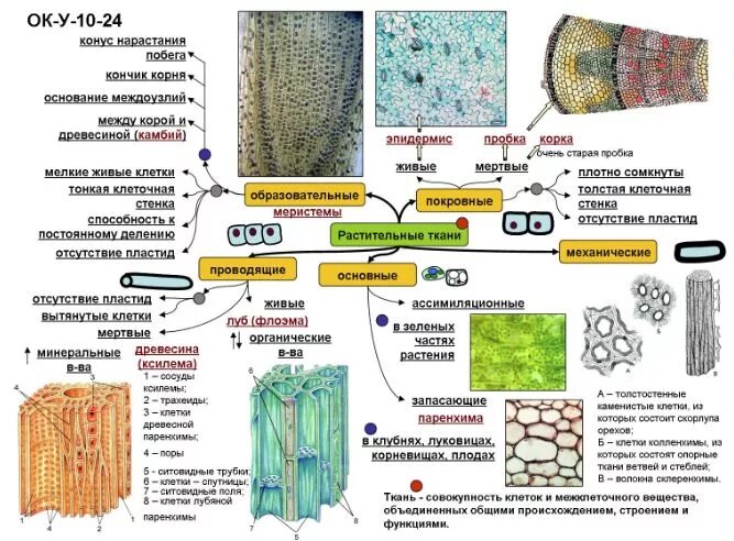 Растительные ткани фото схемы ОК. Растительные ткани biologia.sch690.ru Уроки биологии, Биология, Учитель биол