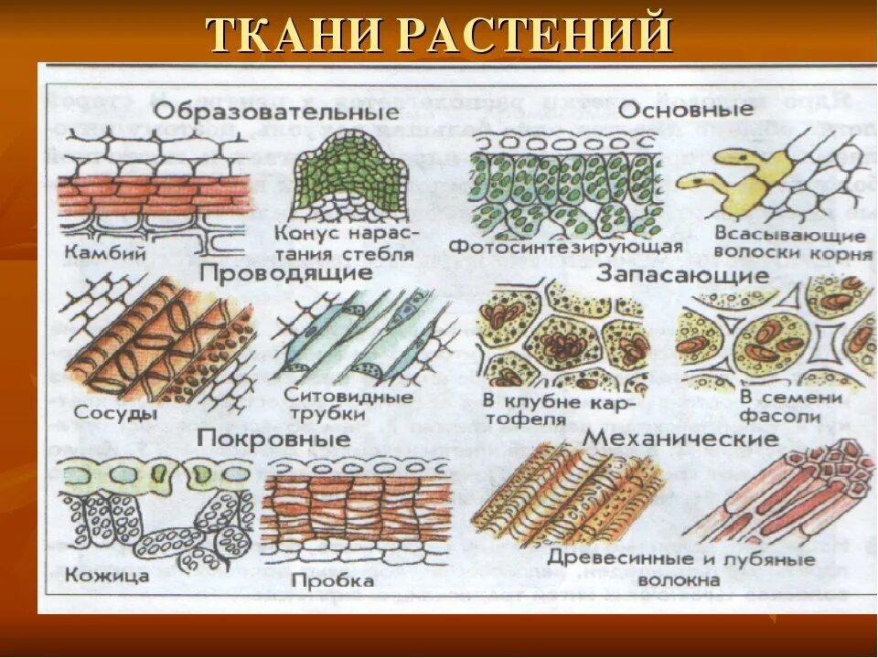 Растительные ткани фото схемы Картинки КЛЕТКИ ТКАНИ МОГУТ БЫТЬ