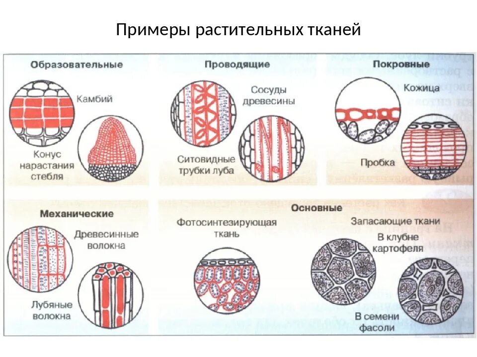 Растительные ткани фото схемы Шесть тканей растений