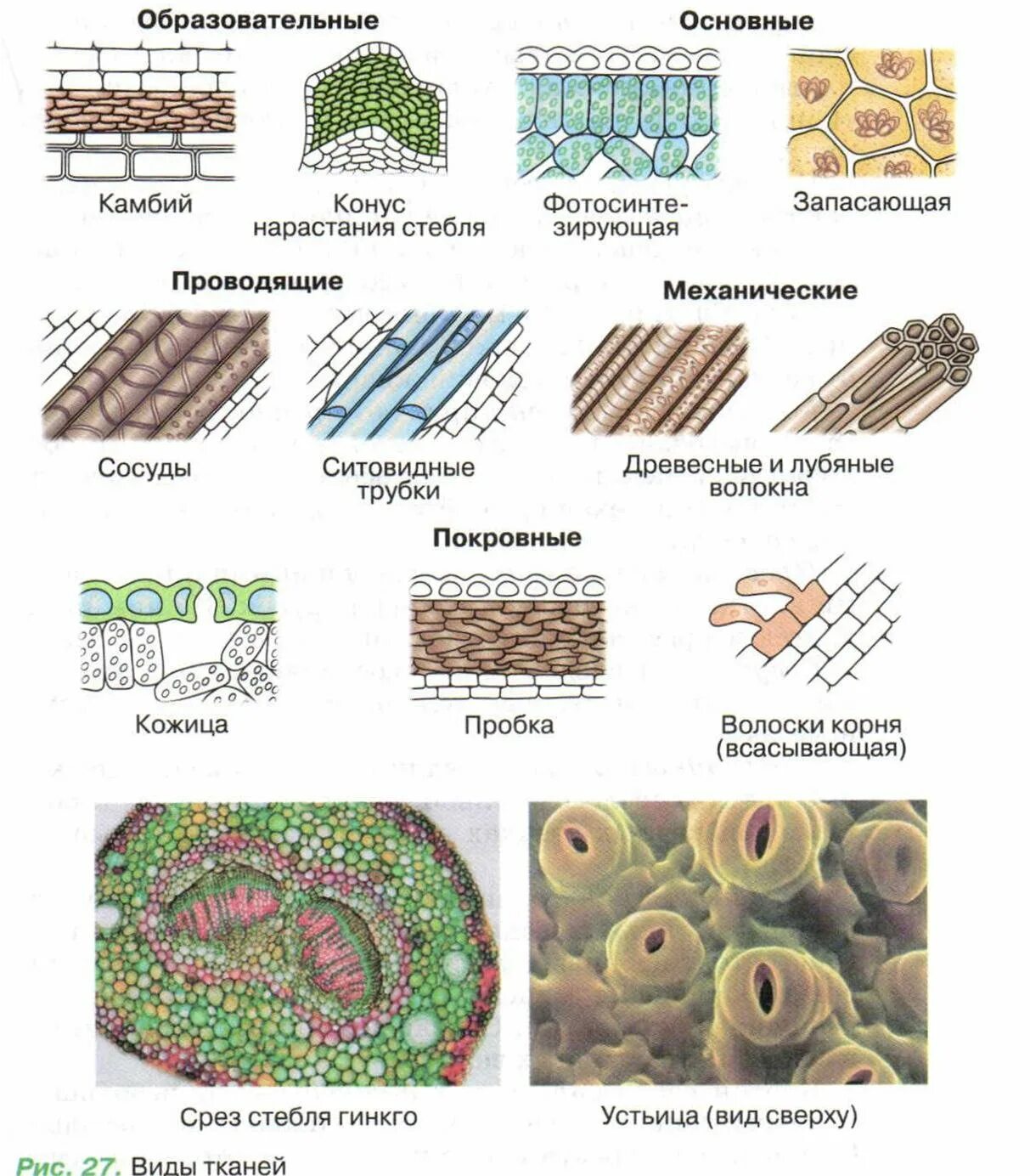 Растительные ткани фото схемы Образование живых тканей