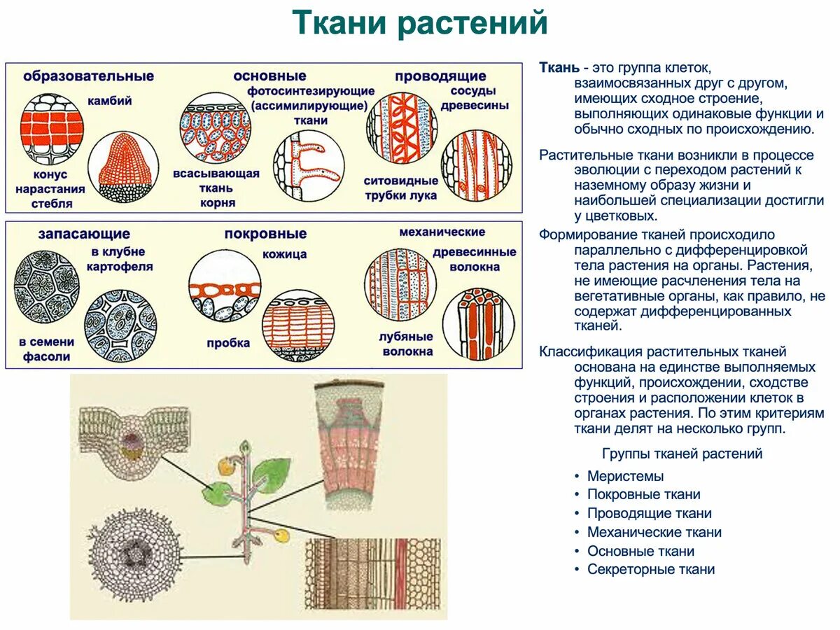 Растительные ткани фото схемы Строение организма ткани растений