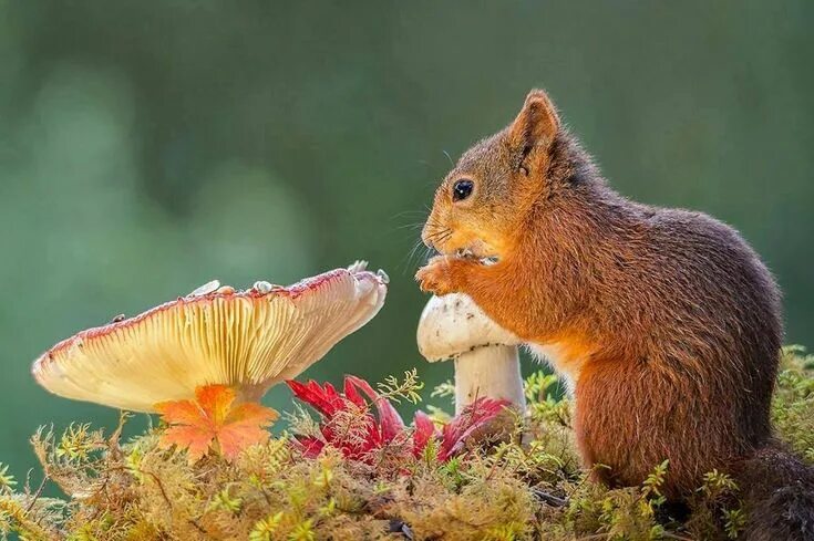 Растительные животные фото Pin by Nicki Tyrrell on Squirrels and Chipmunks Squirrel, Animals, Flying squirr