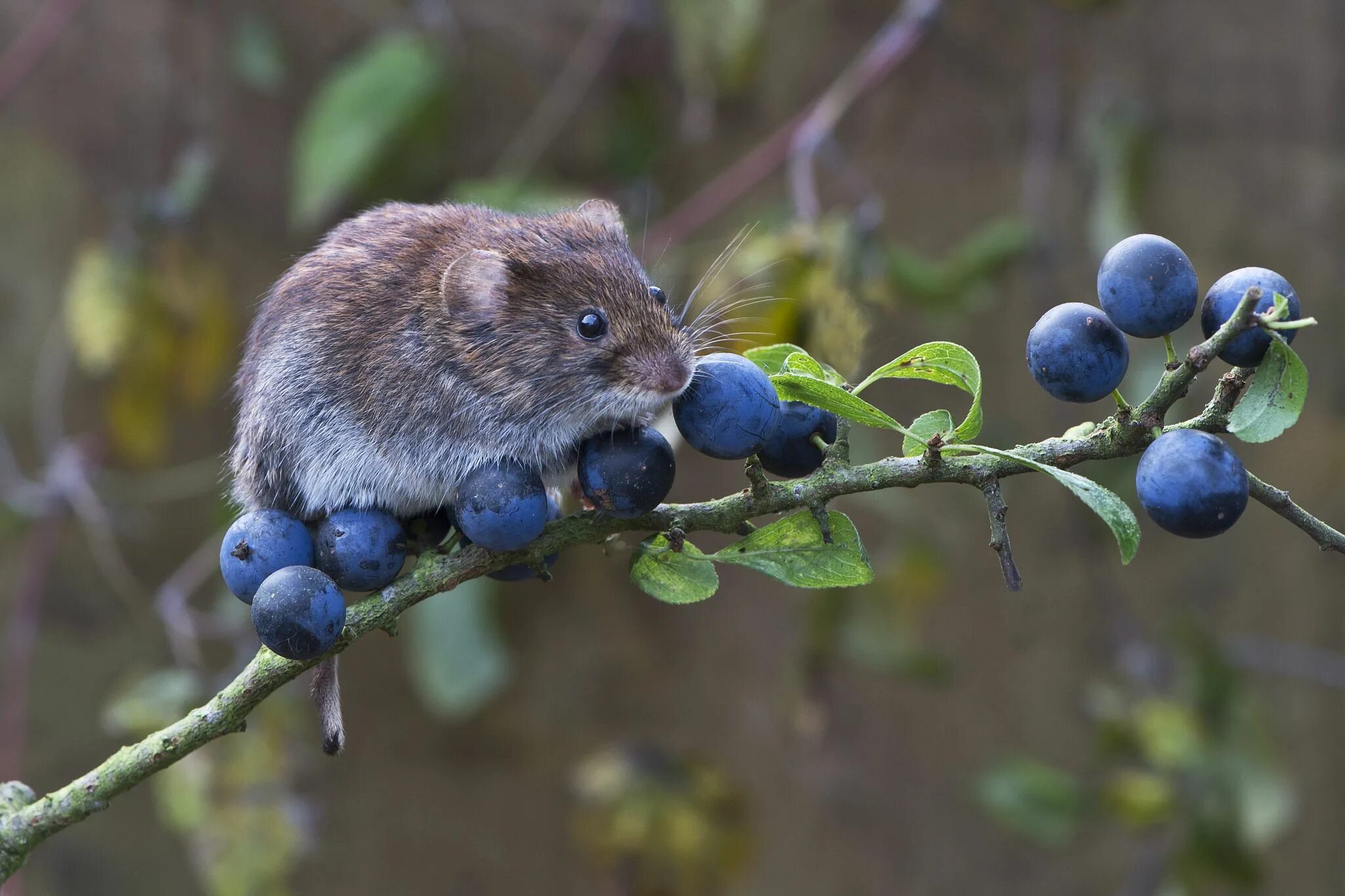 Растительные животные фото Bank Vole (Clethrionomys glareolus) Animals wild, Pet birds, Cute animals