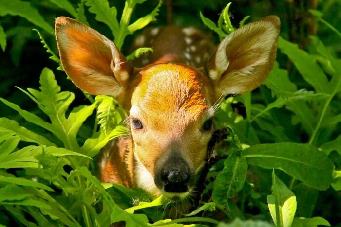 Растительные животные фото A fawn hidden in the bush cute animals