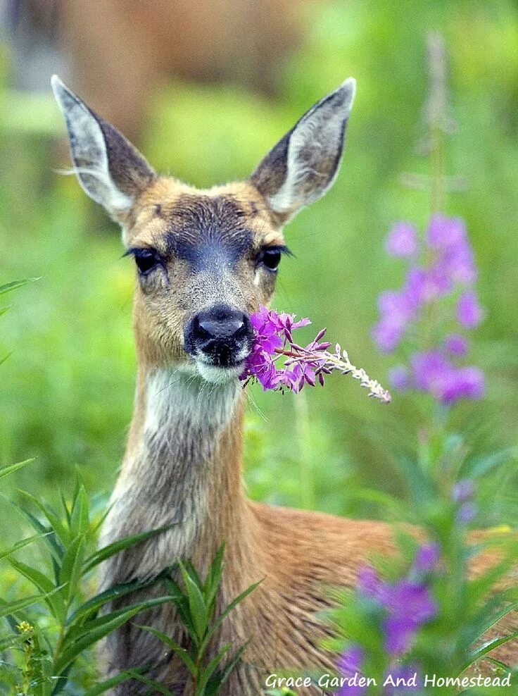 Растительные животные фото How To Keep Deer Out Of Your Garden Animals, Animals wild, Deer