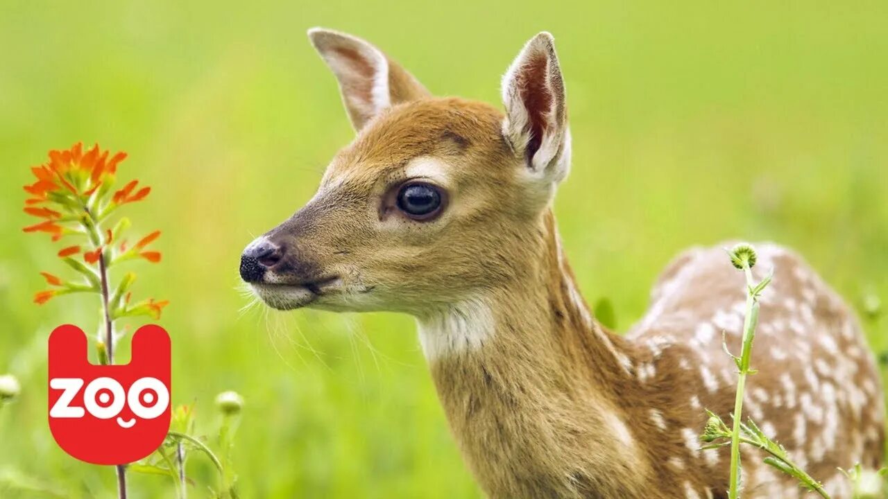 Растительные животные фото Baby Pudu Deer: The Smallest Deer in the World - YouTube