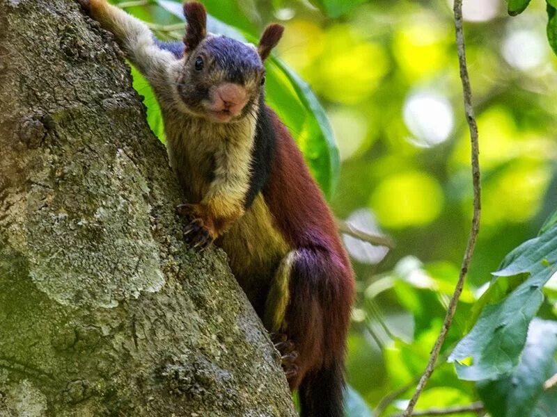 Растительные животные фото Ushakothi Wildlife Sanctuary Odisha Wildlife sanctuary, Wildlife, Service trip