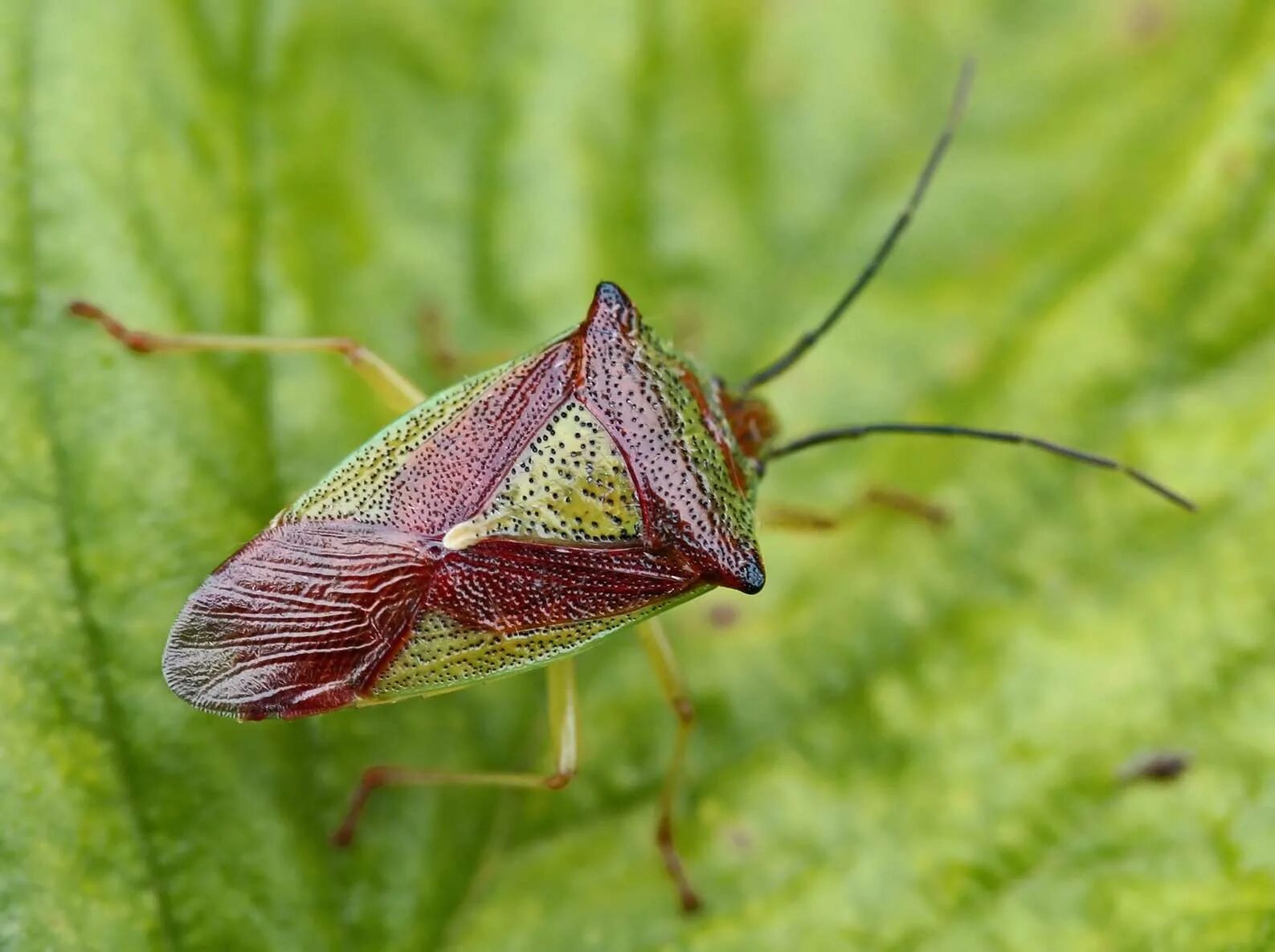 Растительный клоп фото Файл:Acanthosoma haemorrhoidale01.jpg - Википедия