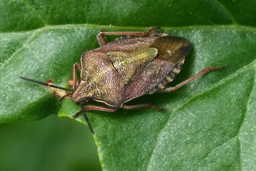 Растительный клоп фото Щитник пурпурнокрылый, Carpocoris purpureipennis (De Geer, 1773) - Букашки - Tiv