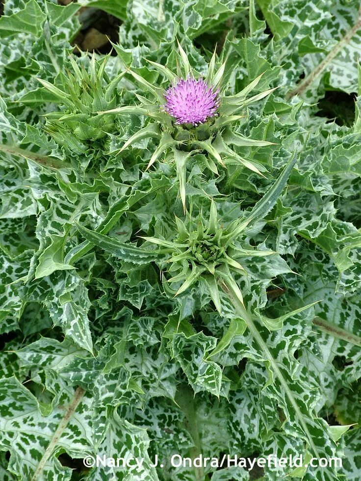 Расторопша фото листьев Silybum marianum at Hayefield Plants, Edible plants, Seeds for sale