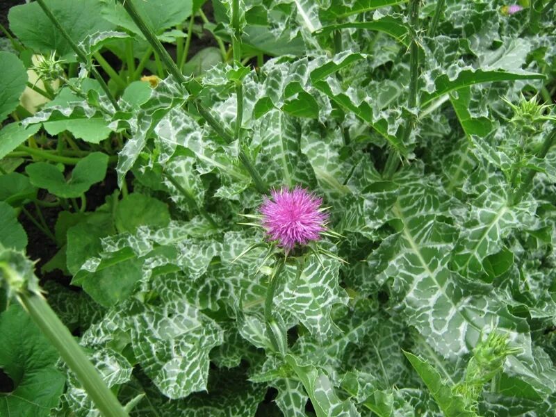 Расторопша фото листьев Silybum marianum - Image of an specimen - Plantarium