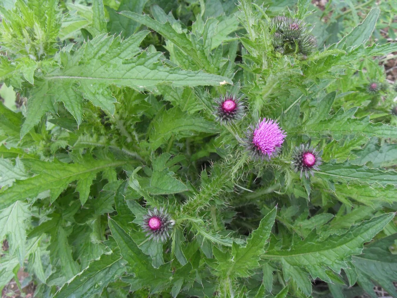 Расторопша фото листьев Carduus crispus - Image of an specimen - Plantarium