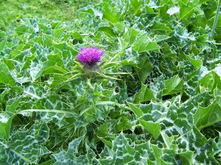 Расторопша фото листьев Marmee's Pantry For Such a Time as This: Milk Thistle Beautiful Bitter Herb Plan