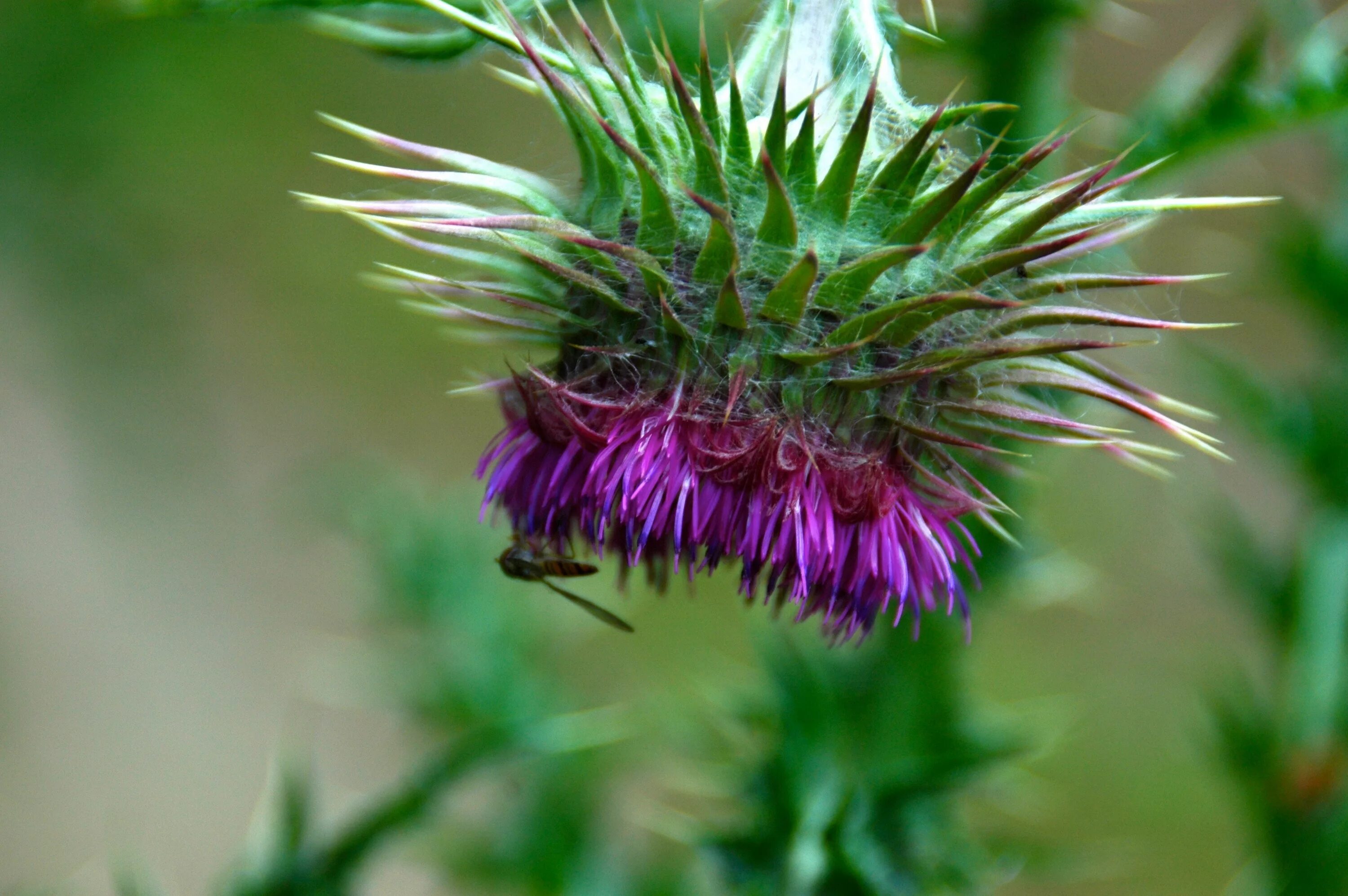 Расторопша фото растения крупным планом с листьями Free Images : nature, blossom, prickly, purple, bloom, fly, insect, botany, flor