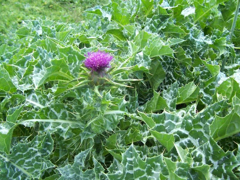 Расторопша фото растения крупным планом с листьями File:(1) Milk thistle.jpg - Wikimedia Commons