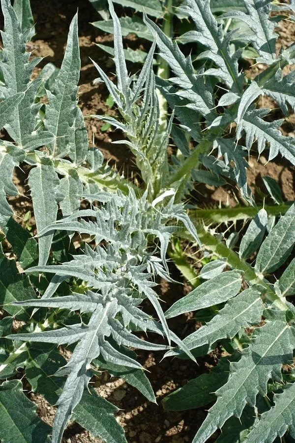 Расторопша фото растения крупным планом с листьями Plant, Cynara, Leaf, Artichoke Thistle Picture. Image: 116268276