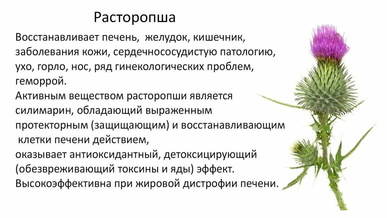 Расторопша как выглядит растение Силимариновый комплекс для печени 300 мг California Gold Nutrition, 360 капсул /