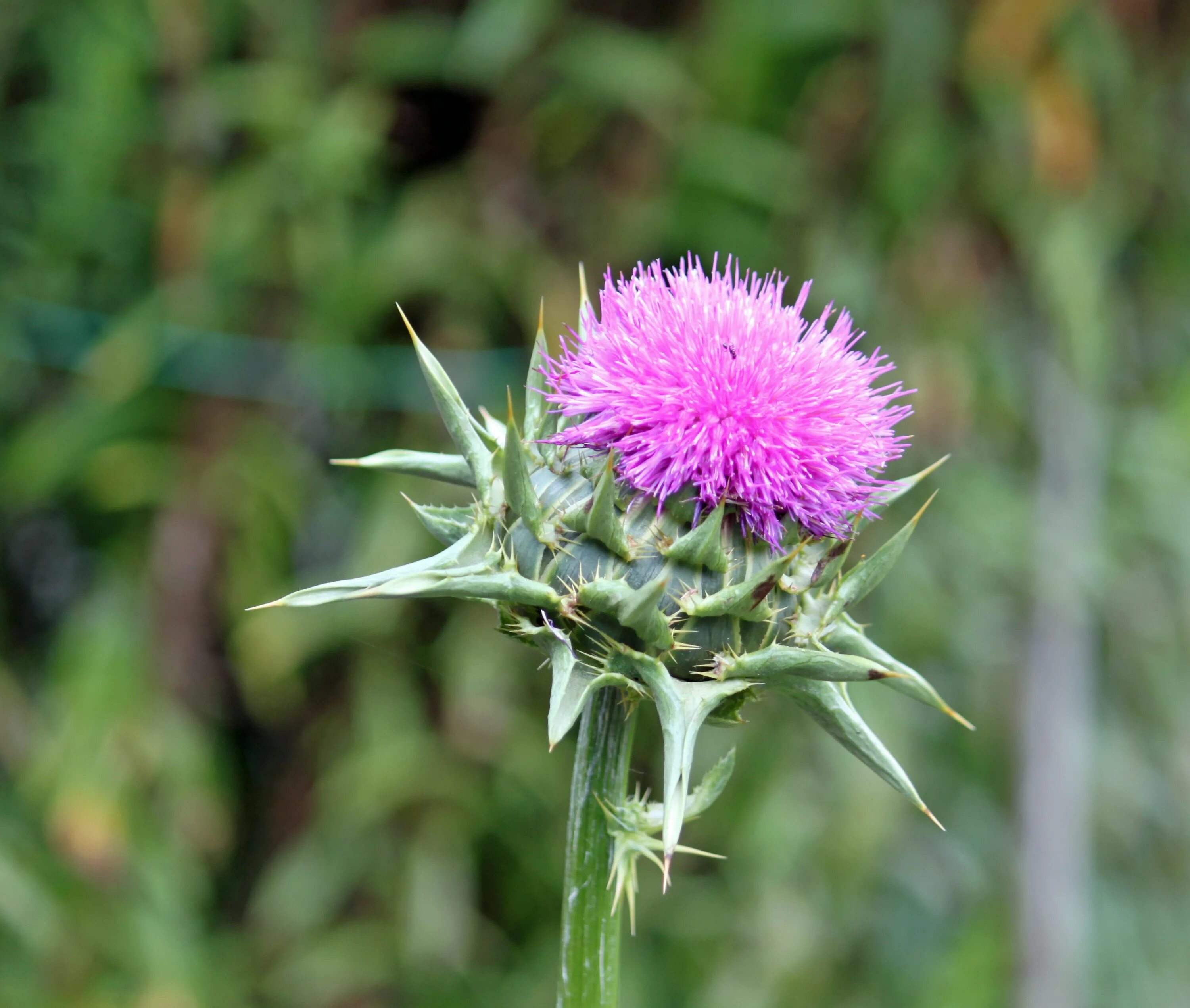 Расторопша как выглядит растение фото Free Images : blossom, flower, purple, bloom, close, flora, cynara, garden plant