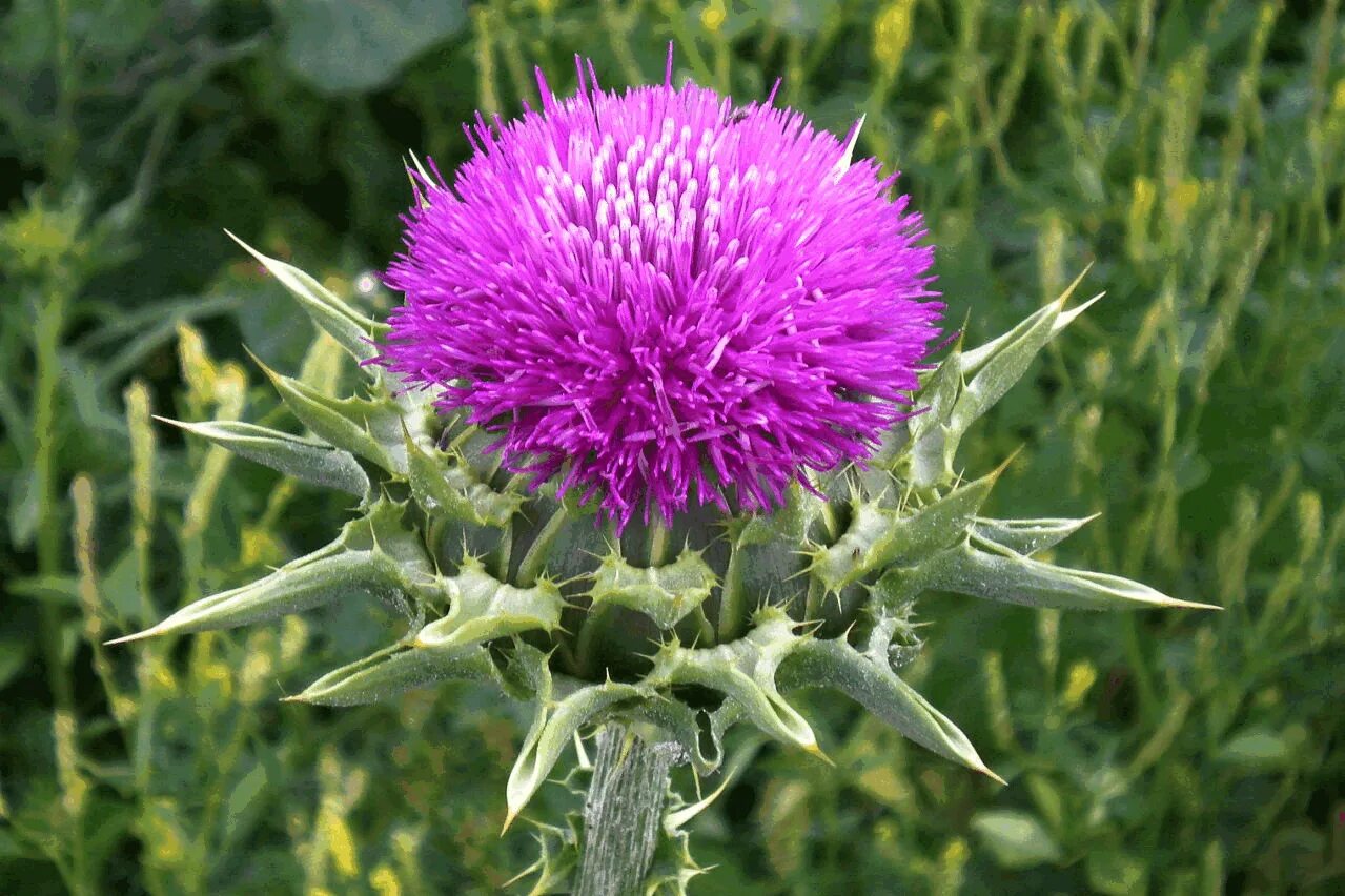 Расторопша как выглядит растение фото где Milk Thistle Daily dose 12-15g milk thistle fruit or 200-400mg sylimarin. Sylima
