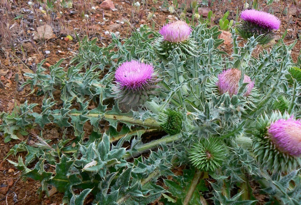 Расторопша растение фото где растет как выглядит Carduus nutans subsp. subacaulis - Plant Biodiversity of South-Western Morocco