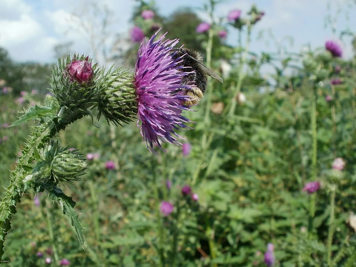 Расторопша растение фото где растет как выглядит File:20110728Carduus acanthoides mit Hummel Altlussheim.jpg - Wikimedia Commons