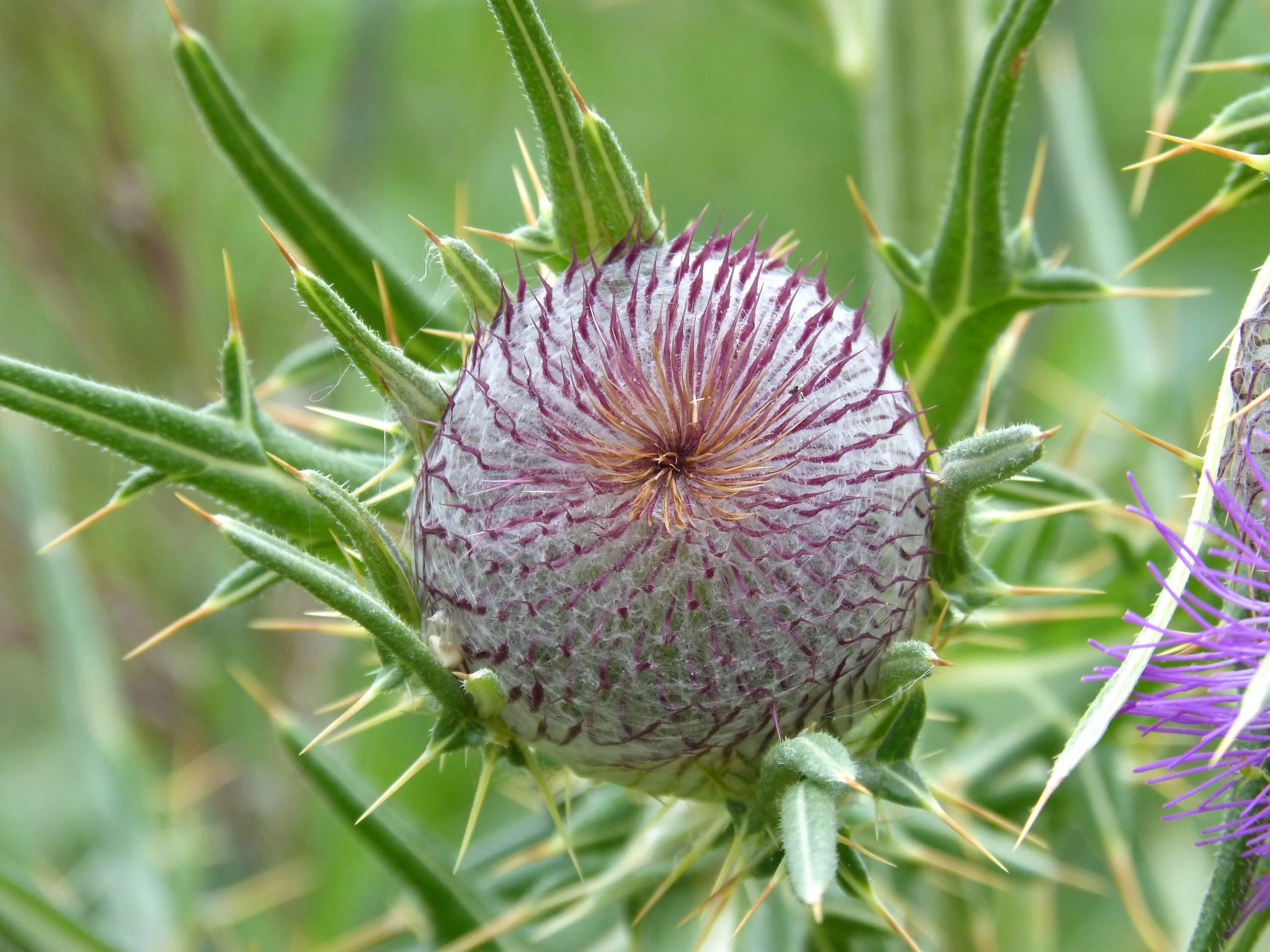 Расторопша цветки как выглядят Thistle Cocoon free image download