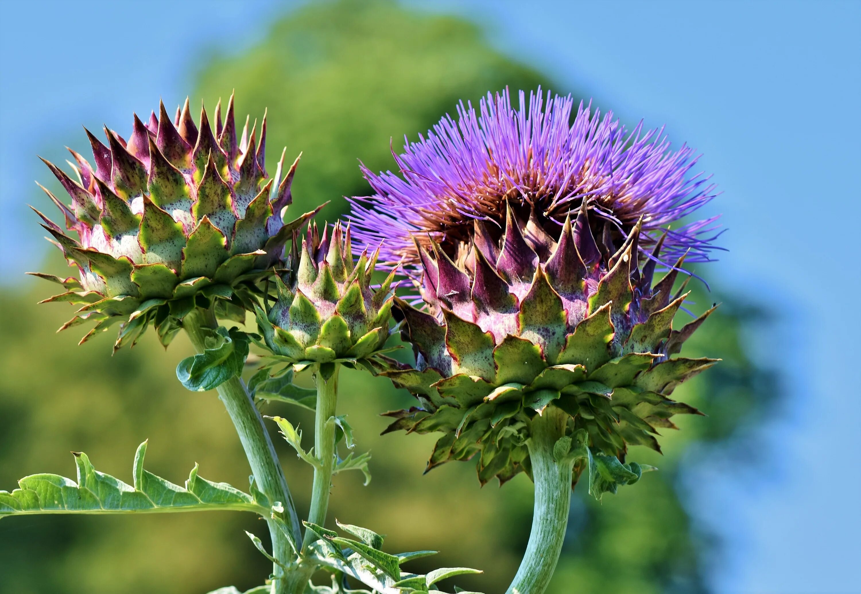 Расторопша цветки как выглядят Artichoke Vegetables Flowers free image download