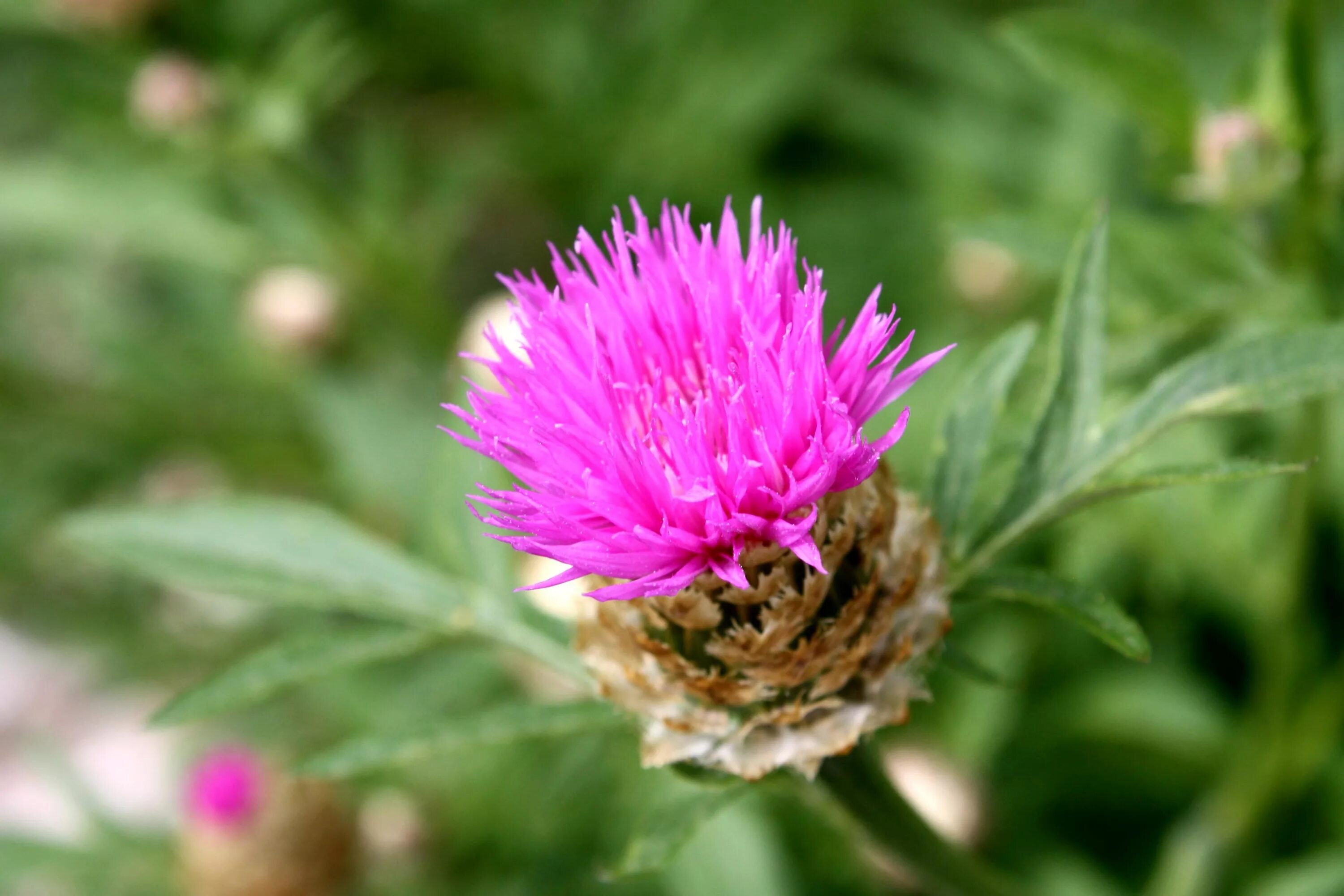 Расторопша цветки как выглядят Free photo: Thorny thistle plant - Flowers, Green, Nature - Free Download - Jooi