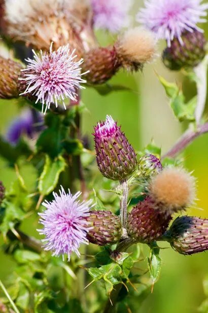 Расторопша цветки как выглядят Thistle Flowers Free Stock Photo Thistle flower, Trees to plant, Flowers