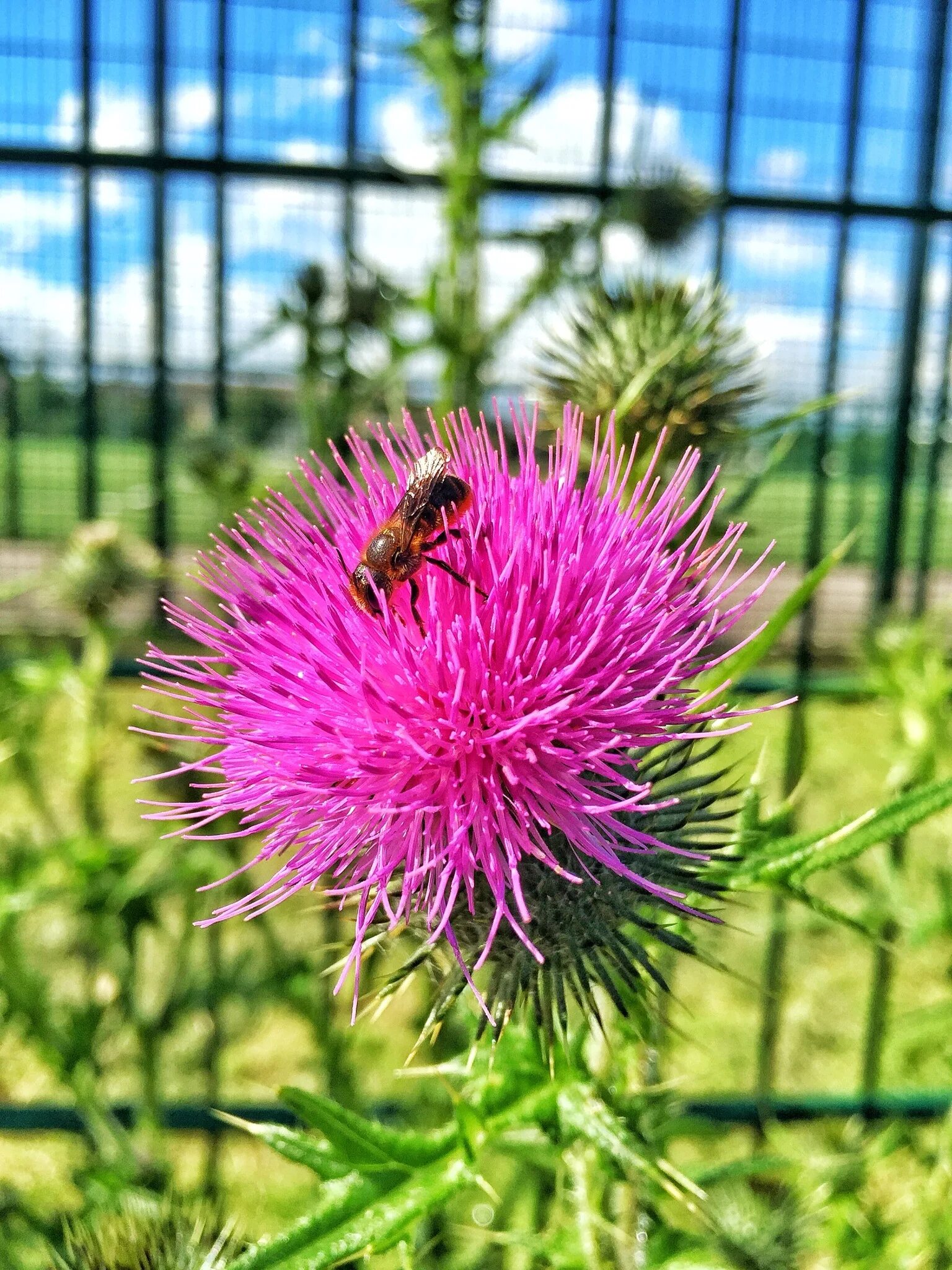 Расторопша цветки как выглядят Thistle Flower Nature free image download