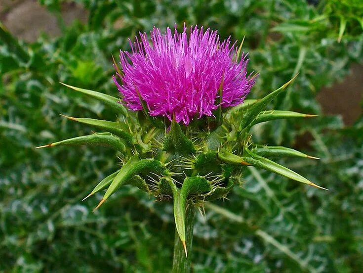 Расторопша трава фото где растет Pin by liz bineder on Fondos y más fondos Liver detox, Milk thistle seed, Milk t