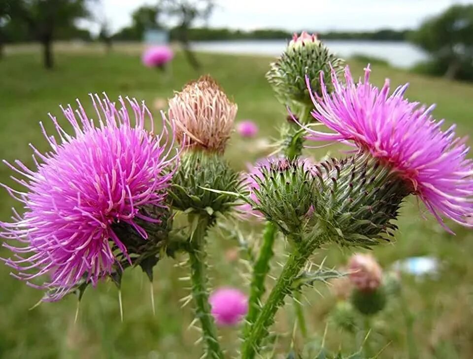 Расторопша трава фото где растет Amazon.com: Milk Thistle Seeds Organic