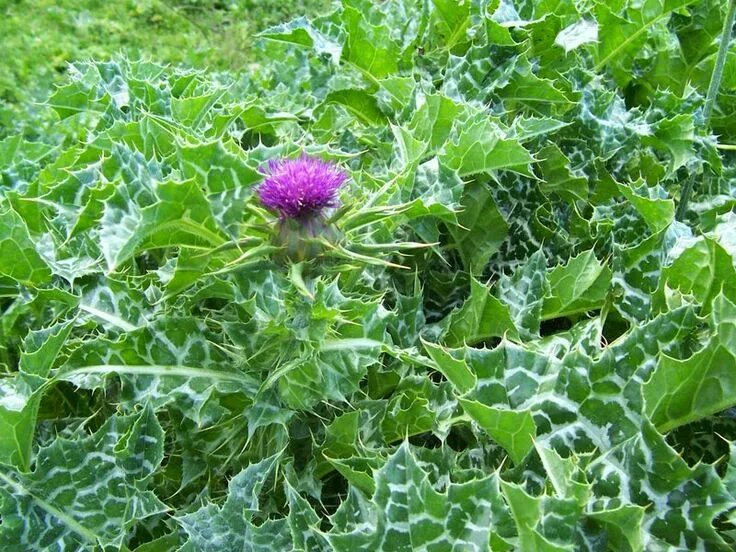 Расторопша трава фото и описание как выглядит Marmee's Pantry For Such a Time as This: Milk Thistle Beautiful Bitter Herb Plan