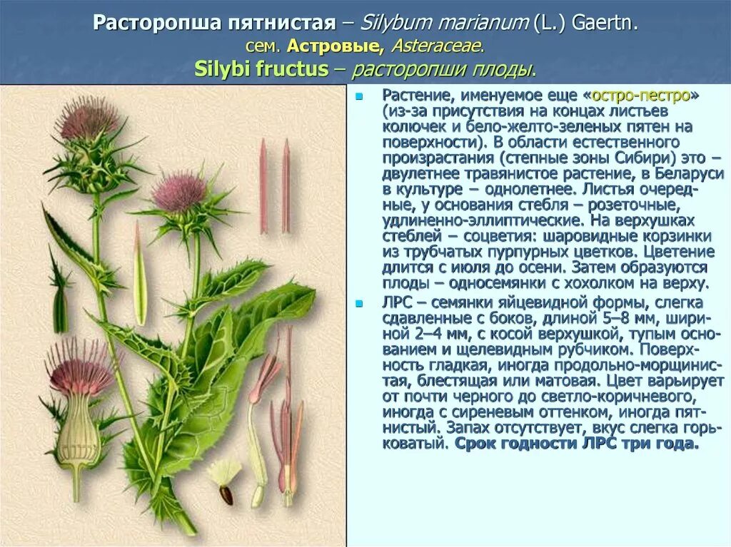 Расторопша трава описание фото Расторопша описание растения eCookie.ru