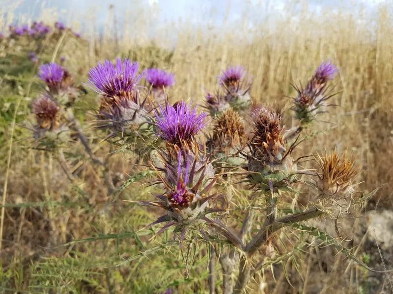 Расторопша в природе фото Cynara, Flower, Plant, Artichoke Thistle Picture. Image: 116268280