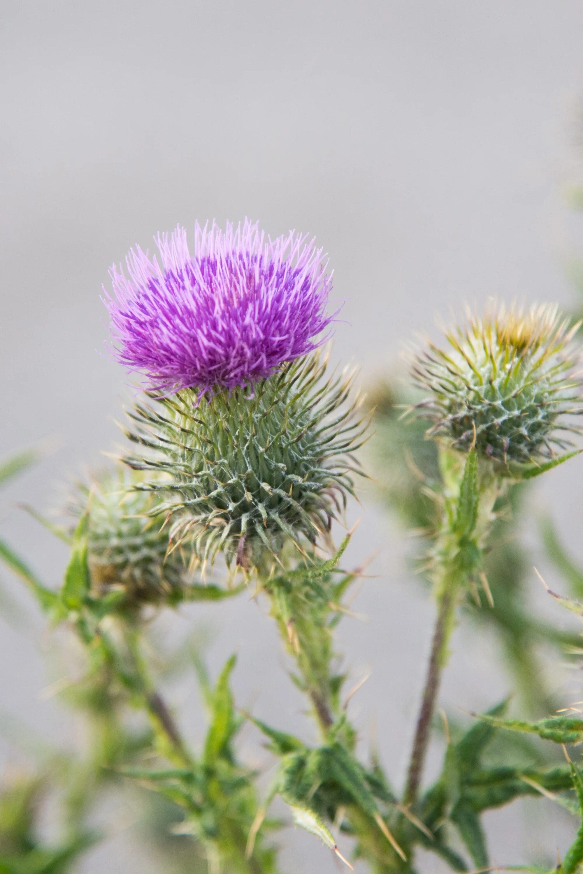 Расторопша в природе фото Free Images : flower, purple, natural, botany, flora, wildflower, macro photogra