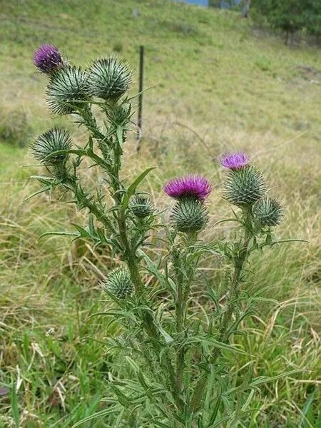 Расторопша в природе фото Beautiful Thistle Flowers