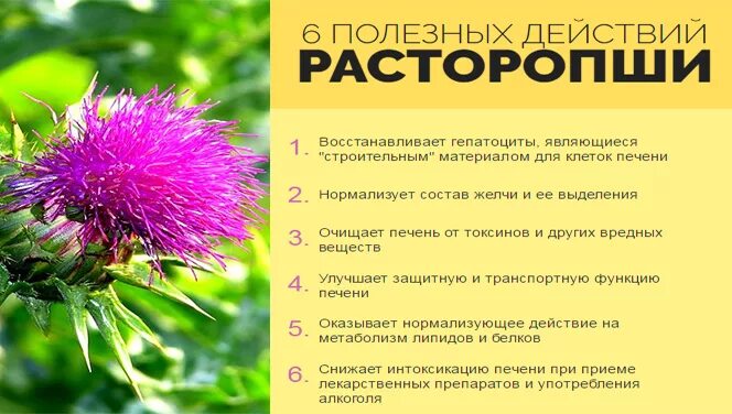 Расторопши для печени фото Перейти на страницу с картинкой