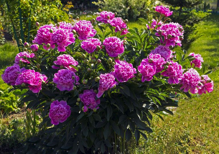 Растущие пионы фото Pin on Peonies Peonies, Shrubs, Flowers