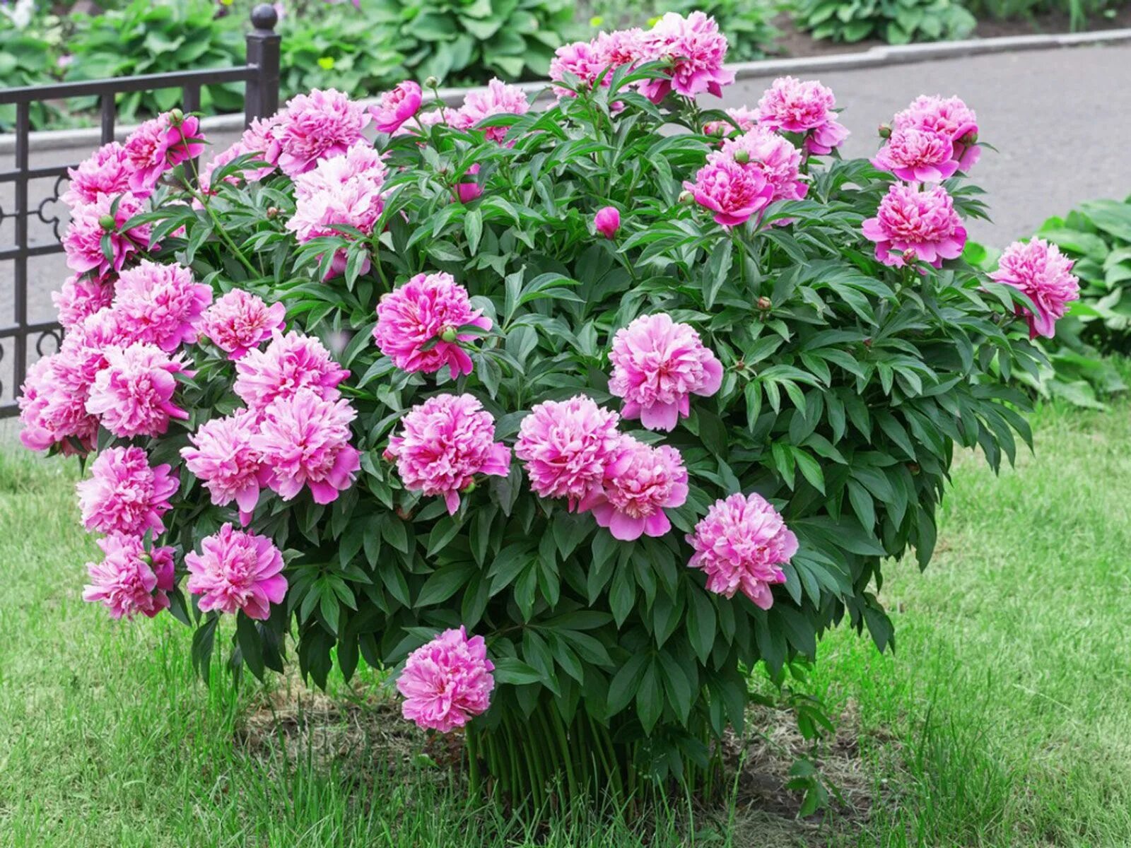 Растущие пионы фото Moving Established Peonies: How Do You Transplant A Peony Plant Growing peonies,